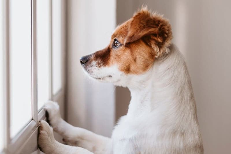 Leaving a Puppy Alone at Home for the First Time: How to Prepare Leaving a Puppy Alone at Home for the First Time: How to Prepare