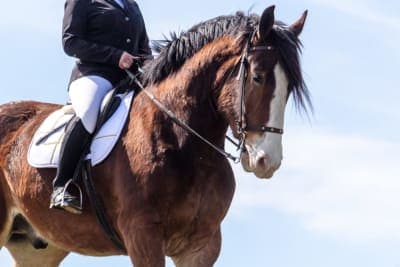 Common Injuries in Sport Horses: Prevention and Treatment Common Injuries in Sport Horses: Prevention and Treatment