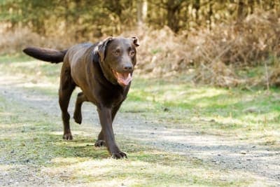 How to Strengthen an Old Dog's Hind Legs How to Strengthen an Old Dog's Hind Legs