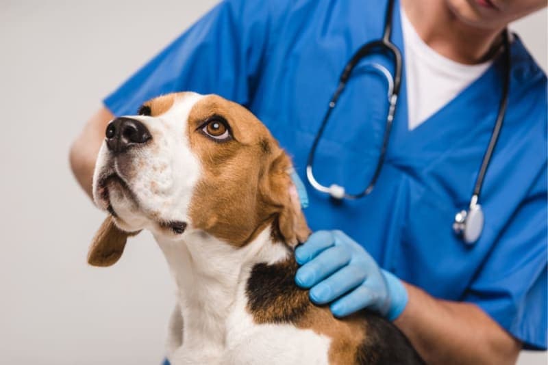 How Often Do You Take a Dog to the Vet? How Often Do You Take a Dog to the Vet?
