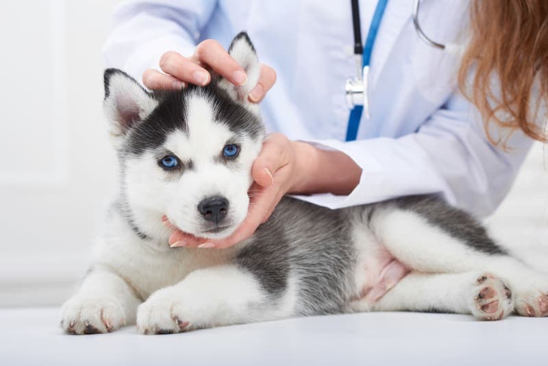 Puppy Vaccination Schedule Puppy Vaccination Schedule