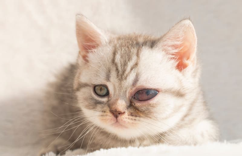Understanding Cataracts in Cats: Causes, Symptoms, & Treatment Understanding Cataracts in Cats: Causes, Symptoms, & Treatment