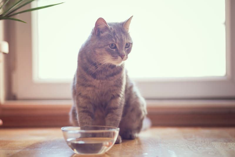 My cat won't drink water, what should I do? My cat won't drink water, what should I do?
