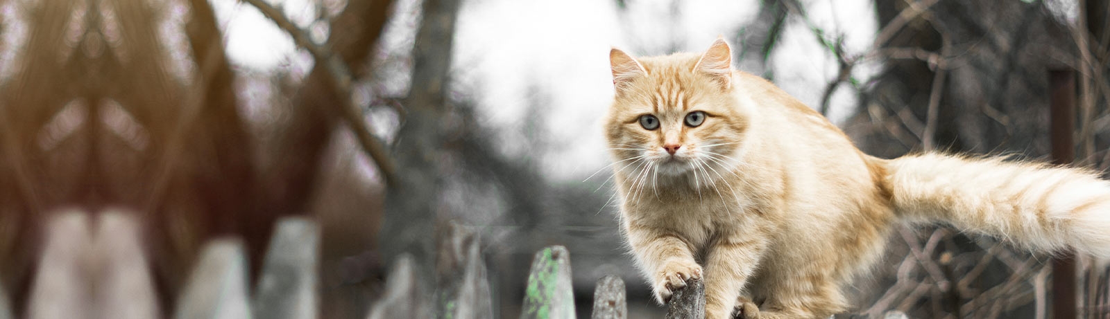 Animal Care Extraordinaire Animal Care Extraordinaire