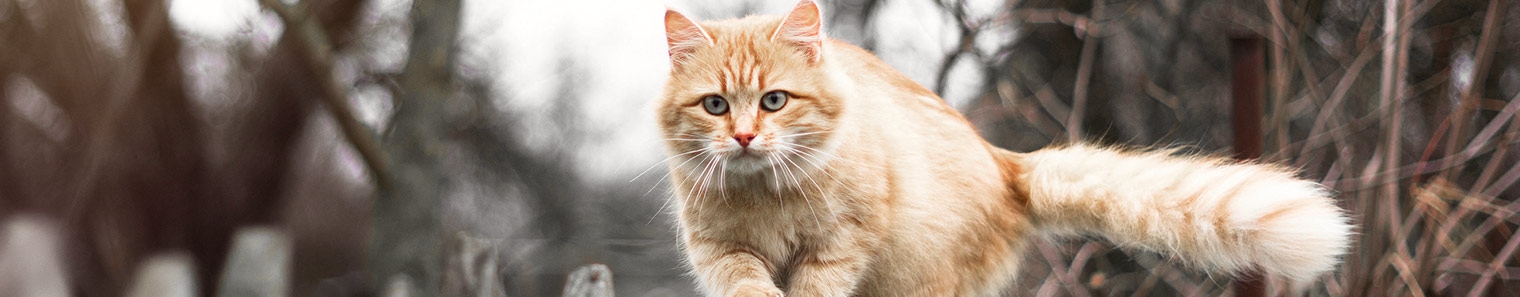 Sango Veterinary Hospital Sango Veterinary Hospital