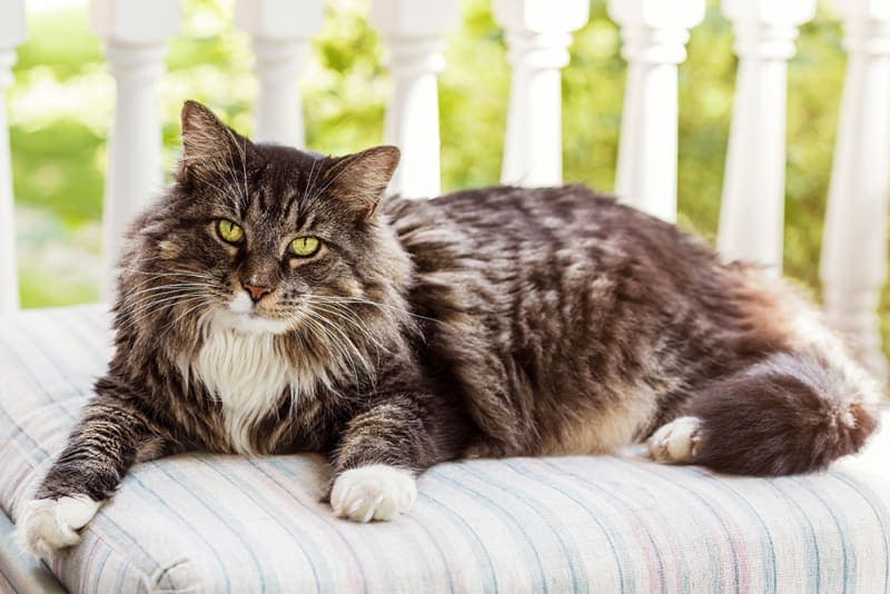 Signs That Your Cat May Be Overweight & What To Do Signs That Your Cat May Be Overweight & What To Do