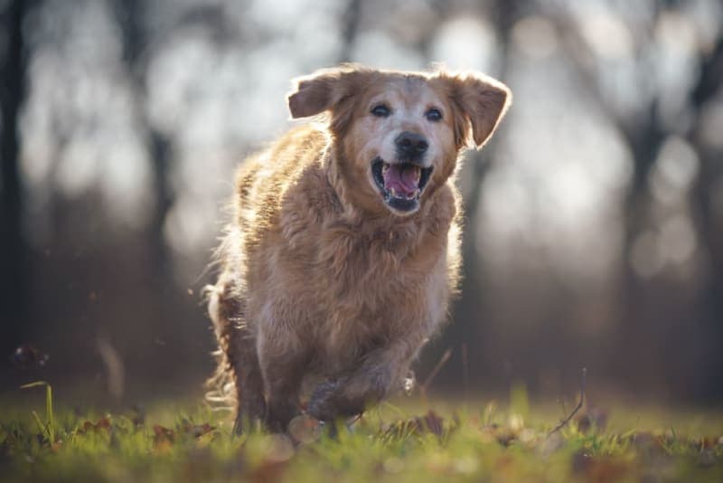 Tips on How to Strengthen Old Dog's Hind Legs Tips on How to Strengthen Old Dog's Hind Legs