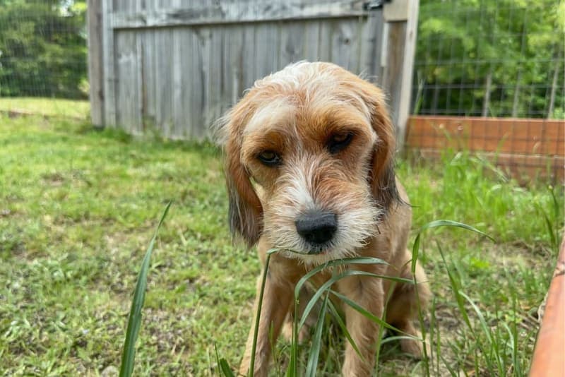 Why do dogs eat grass? Why do dogs eat grass?