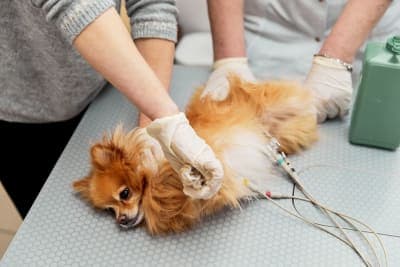 ECG for Pets: When is it Needed? ECG for Pets: When is it Needed?
