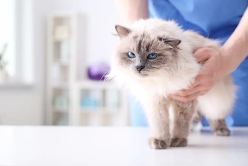 Your Kitten's First Vet Visit: A Checklist Your Kitten's First Vet Visit: A Checklist
