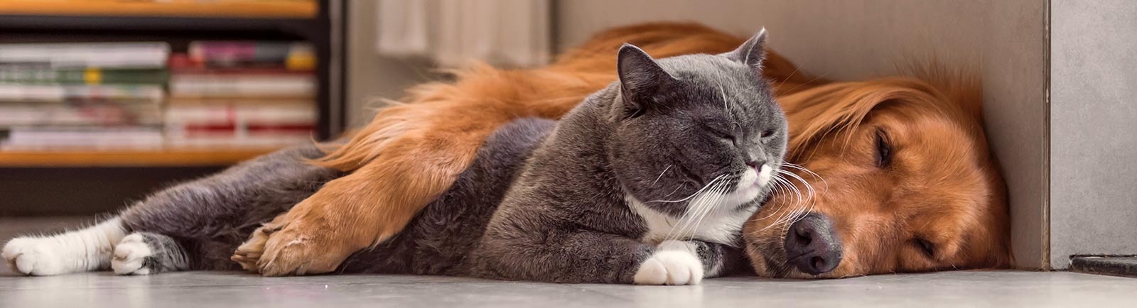 Shoreland Animal Hospital Generic Section Shoreland Animal Hospital Generic Section