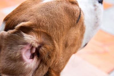 How to Know If Your Dog Has an Ear Infection How to Know If Your Dog Has an Ear Infection