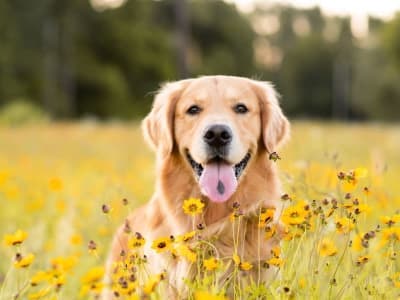 Hookworms in Dogs Hookworms in Dogs