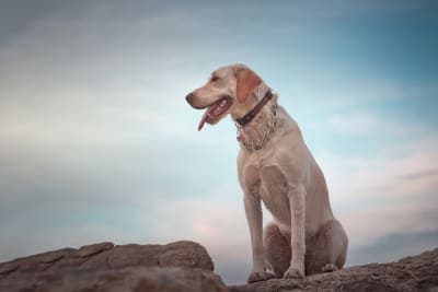 Vomiting in Dogs Vomiting in Dogs