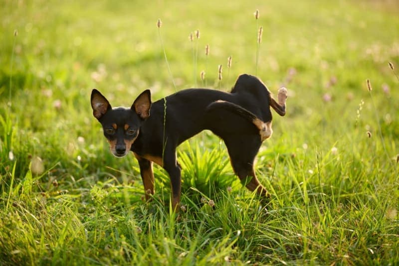 Why does my pet need a urinalysis? Why does my pet need a urinalysis?