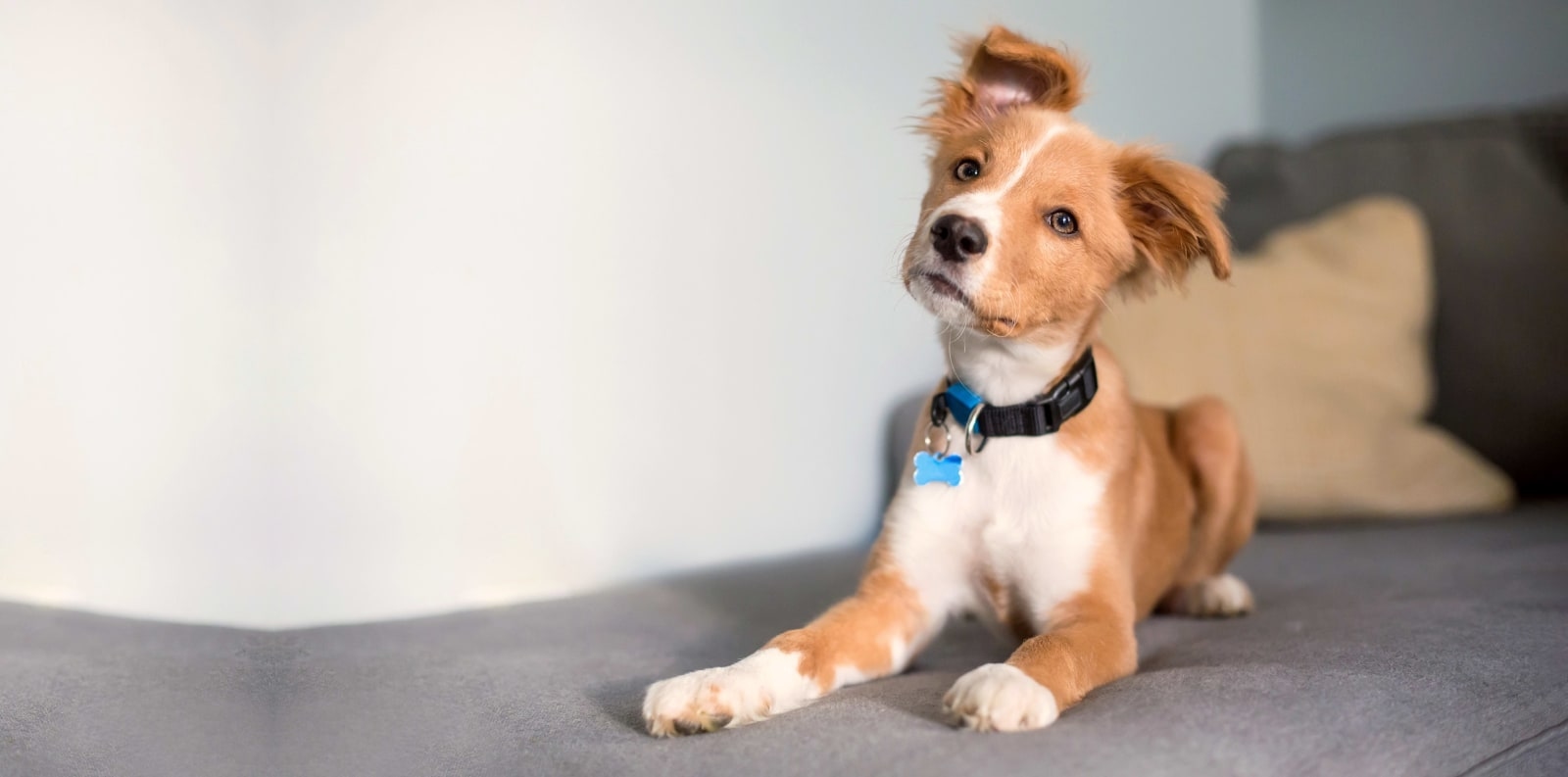 Apple Valley Animal Hospital Hero Image Apple Valley Animal Hospital Hero Image