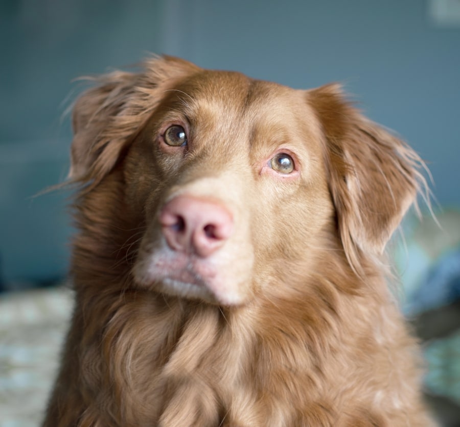 TLC Animal Clinic Hero Image TLC Animal Clinic Hero Image