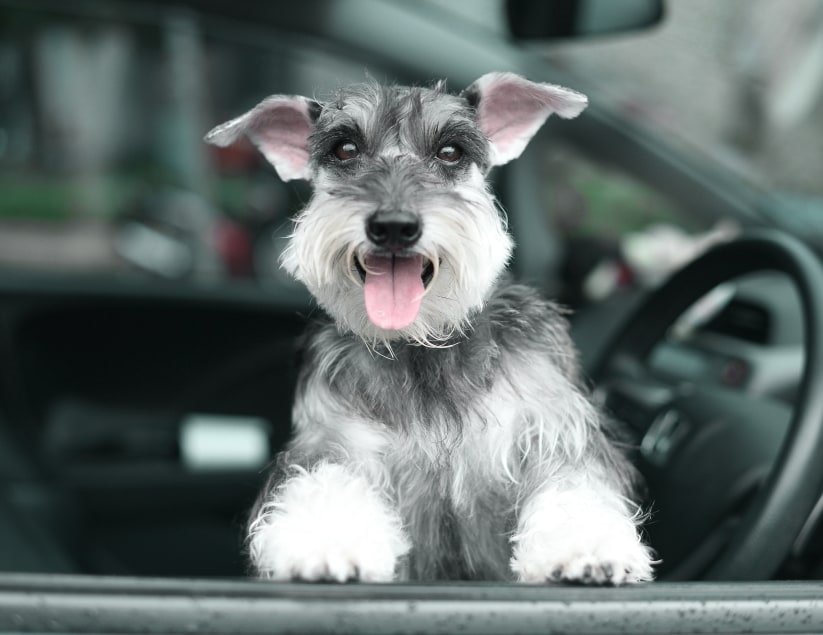 Cedar Mill Veterinary Hospital Hero Image Cedar Mill Veterinary Hospital Hero Image