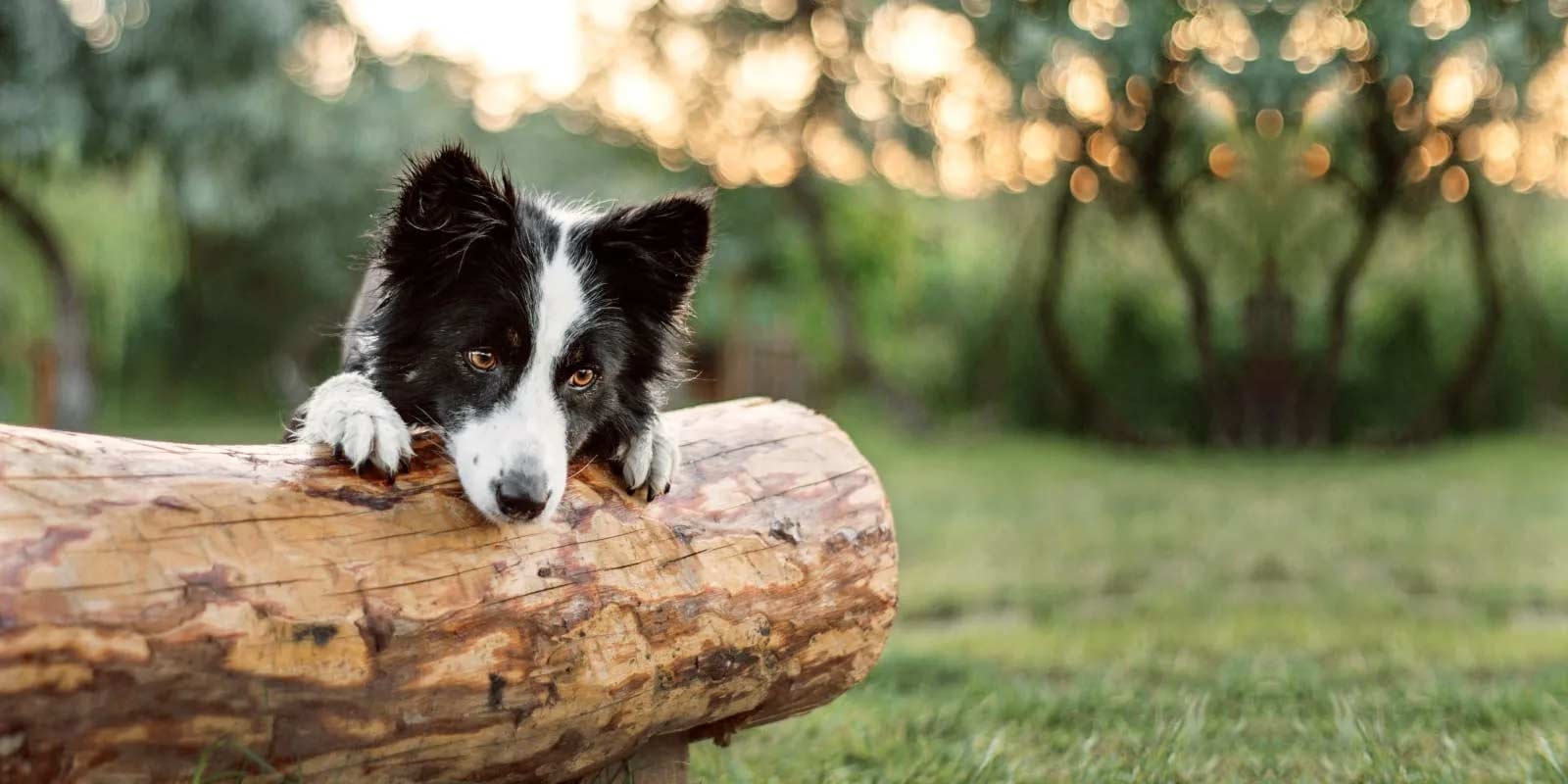 Rabun Animal Hospital Hero Image Rabun Animal Hospital Hero Image