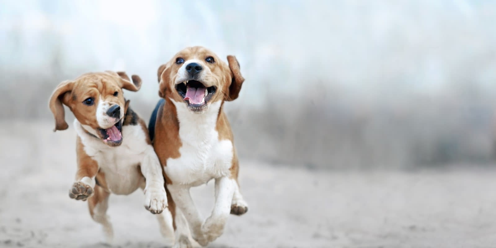 Central Valley Animal Hospital Hero Image Central Valley Animal Hospital Hero Image