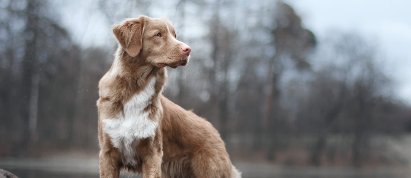 Welcome to Spring Animal Hospital in Long Beach! Hero Image Welcome to Spring Animal Hospital in Long Beach! Hero Image