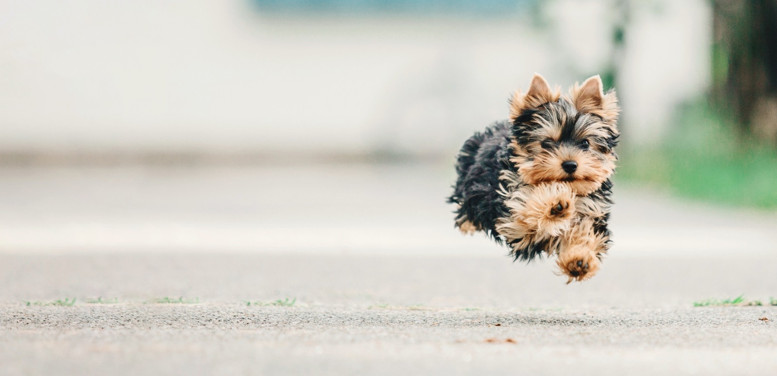 Park Animal Hospital Hero Image Park Animal Hospital Hero Image