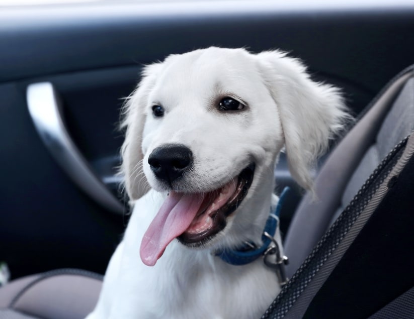 Welcome to South Hillsdale Animal Hospital in San Mateo Hero Image Welcome to South Hillsdale Animal Hospital in San Mateo Hero Image