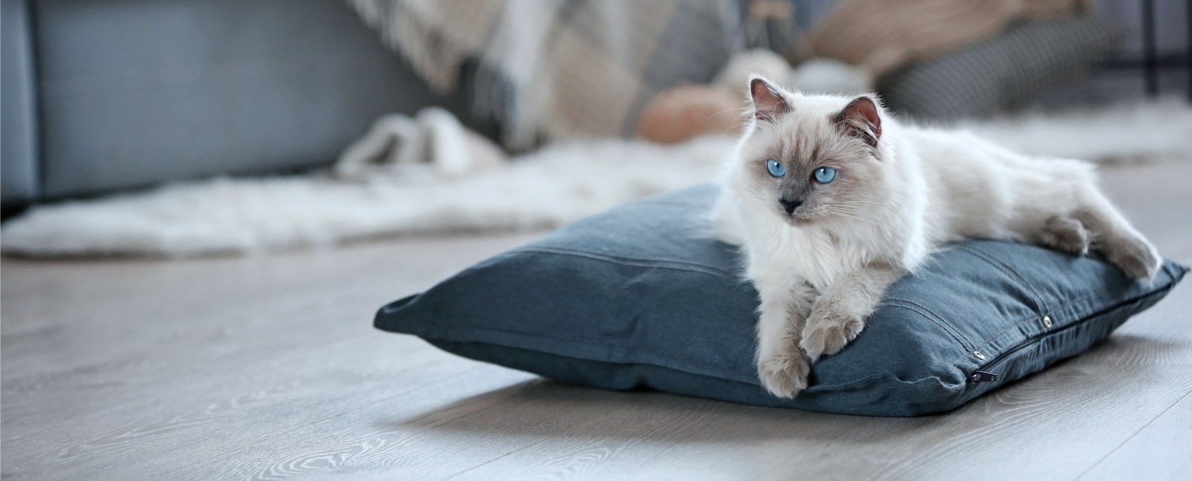 Hyde Park Veterinary Clinic Hero Image Hyde Park Veterinary Clinic Hero Image