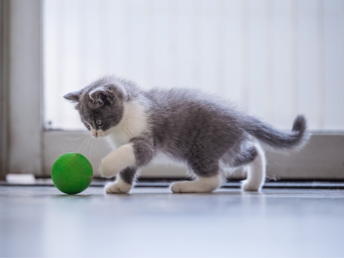 Five Oaks Animal Hospital Hero Image Five Oaks Animal Hospital Hero Image