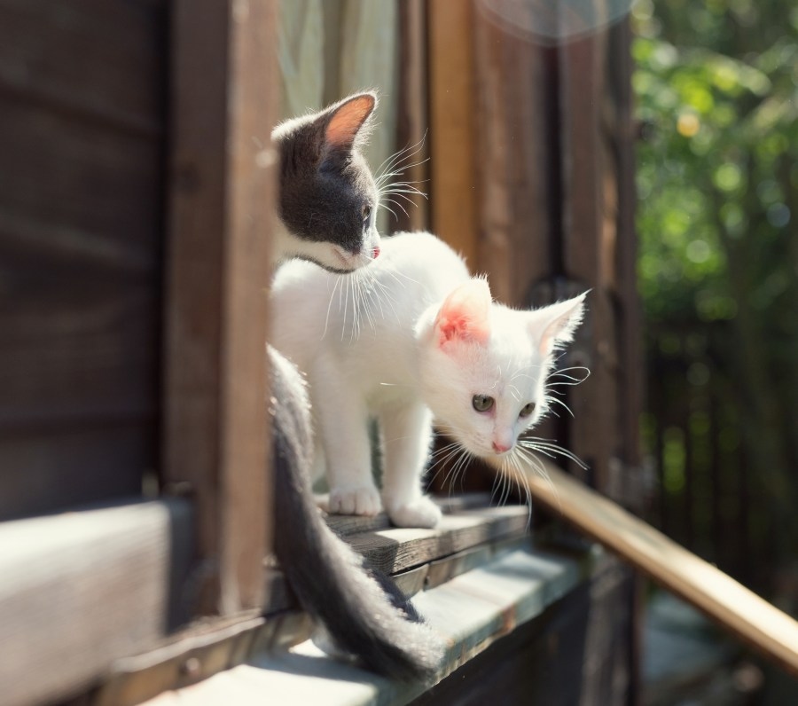 All Creatures Veterinary Hospital Hero Image All Creatures Veterinary Hospital Hero Image