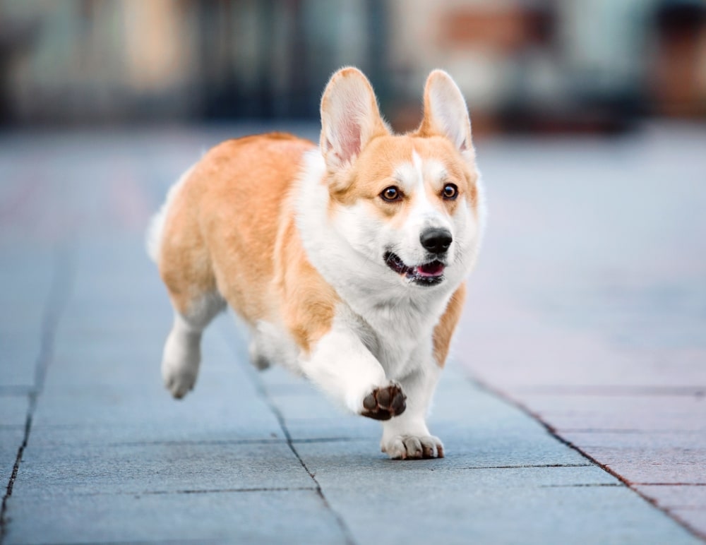 Crossroads Veterinary Hospital in Gilbert Hero Image Crossroads Veterinary Hospital in Gilbert Hero Image