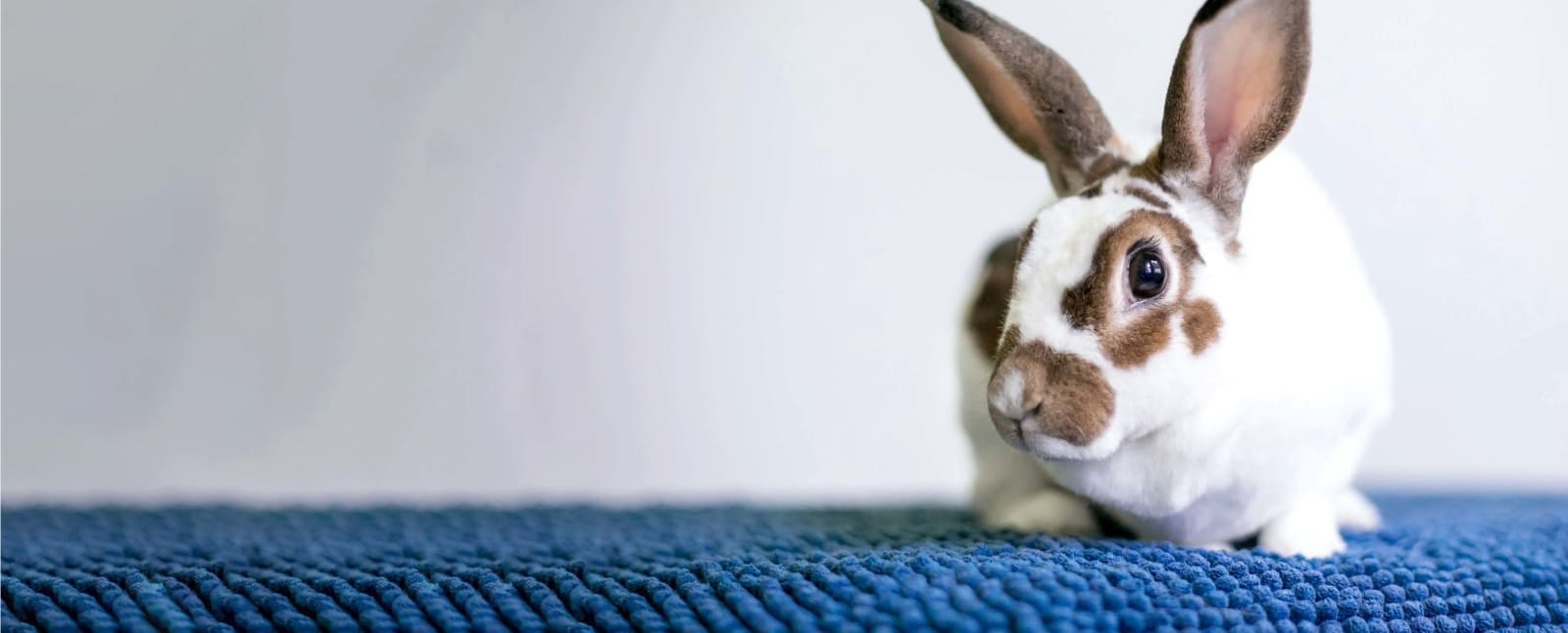 Everhart Animal Hospital Hero Image Everhart Animal Hospital Hero Image