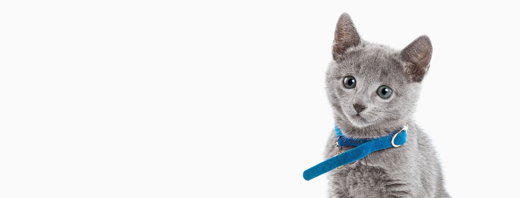 Dix Animal Hospital Hero Image Dix Animal Hospital Hero Image