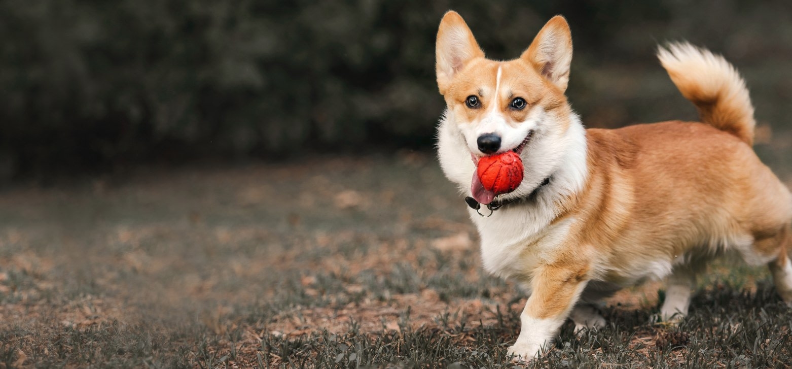 Welcome to Gluckstadt Animal Hospital Hero Image Welcome to Gluckstadt Animal Hospital Hero Image