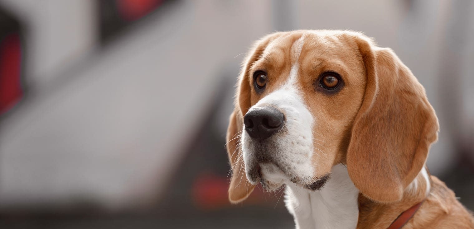 Mohawk Alley Animal Hospital Hero Image Mohawk Alley Animal Hospital Hero Image