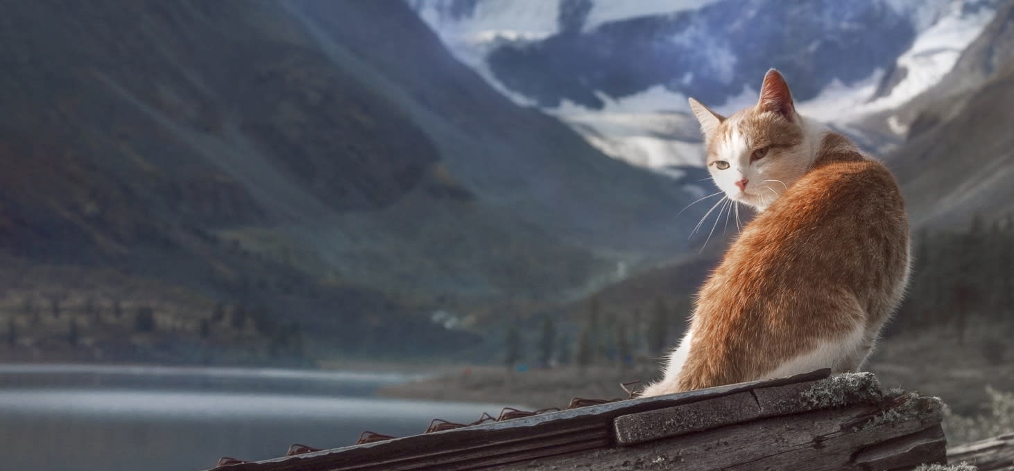 Red Rocks Animal Center Hero Image Red Rocks Animal Center Hero Image