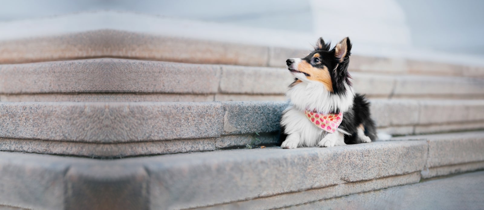 Angel Animal Hospital Hero Image Angel Animal Hospital Hero Image