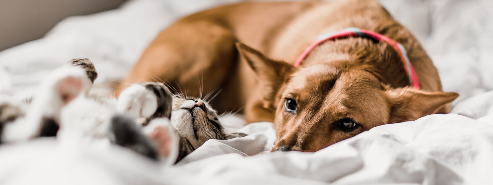 Downtown Animal Care Center Hero Image Downtown Animal Care Center Hero Image