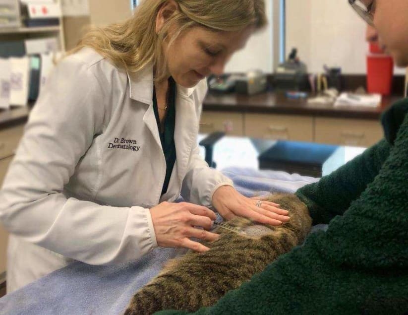 Memphis Veterinary Specialists & Emergency Hero Image Memphis Veterinary Specialists & Emergency Hero Image