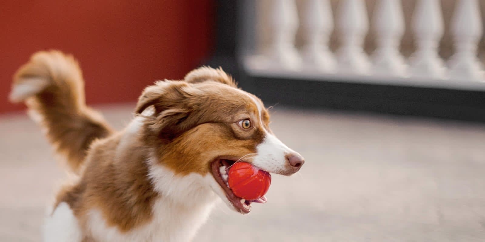 Heart of Suwanee Animal Hospital Hero Image Heart of Suwanee Animal Hospital Hero Image