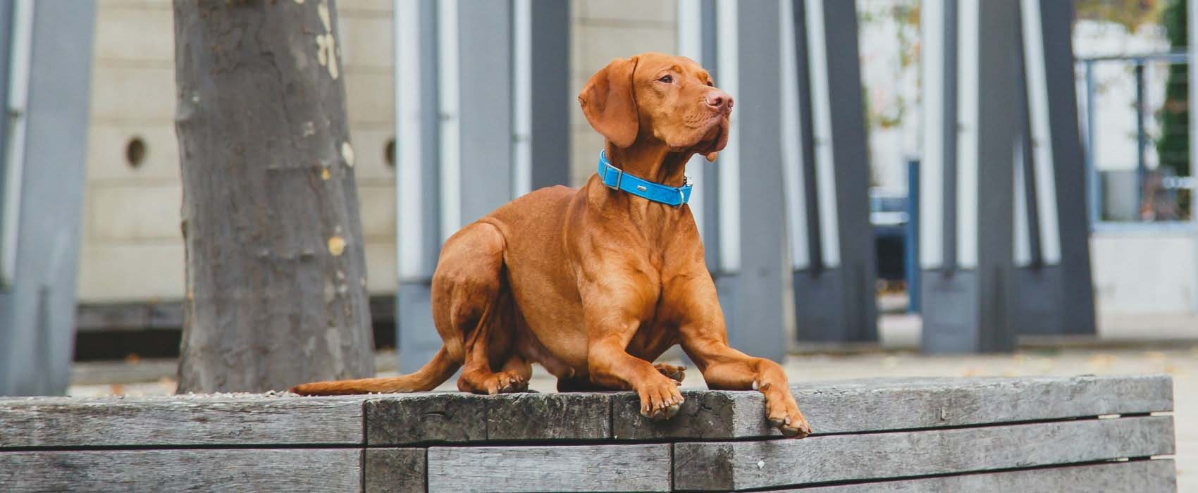 Lake Norman at Mooresville Animal Hospital Hero Image Lake Norman at Mooresville Animal Hospital Hero Image