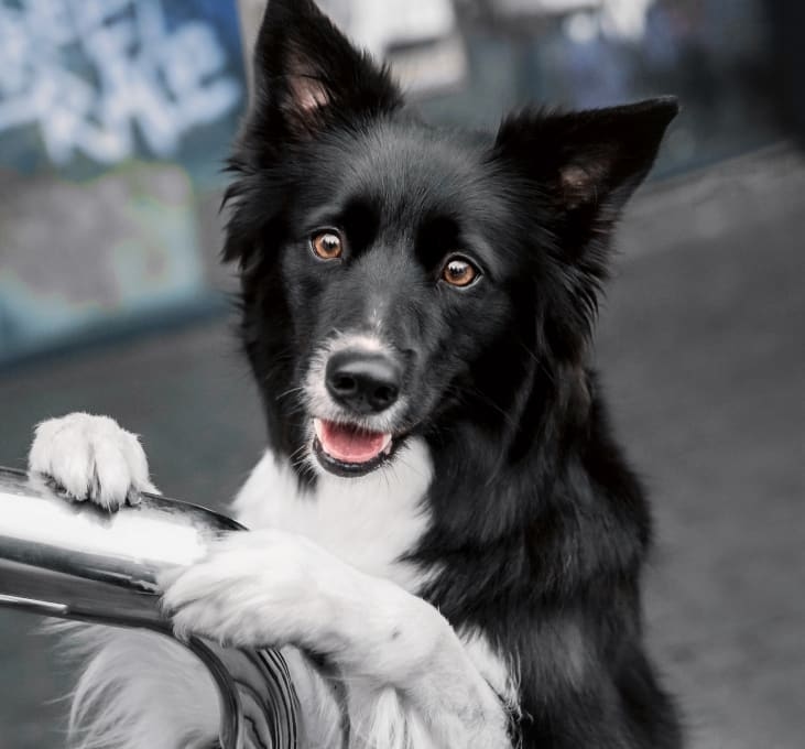 Gentle Doctor Animal Hospital Hero Image Gentle Doctor Animal Hospital Hero Image