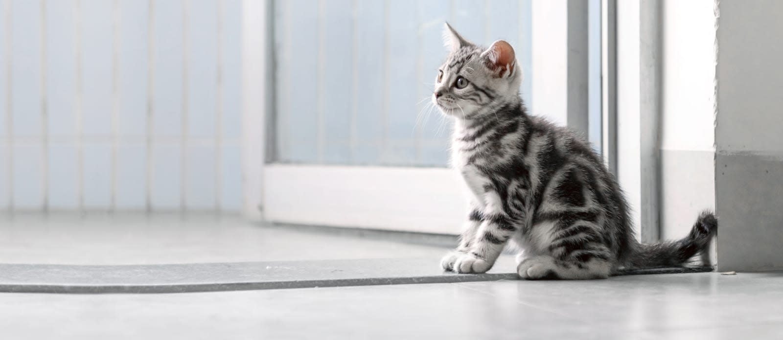 Skyline Animal Clinic Hero Image Skyline Animal Clinic Hero Image