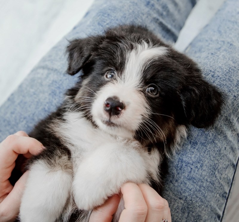 Mamaroneck Veterinary Hospital Hero Image Mamaroneck Veterinary Hospital Hero Image