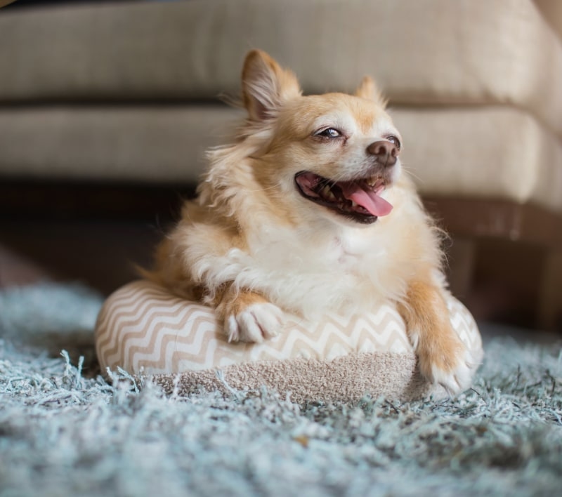 Michigan Avenue Animal Hospital Hero Image Michigan Avenue Animal Hospital Hero Image