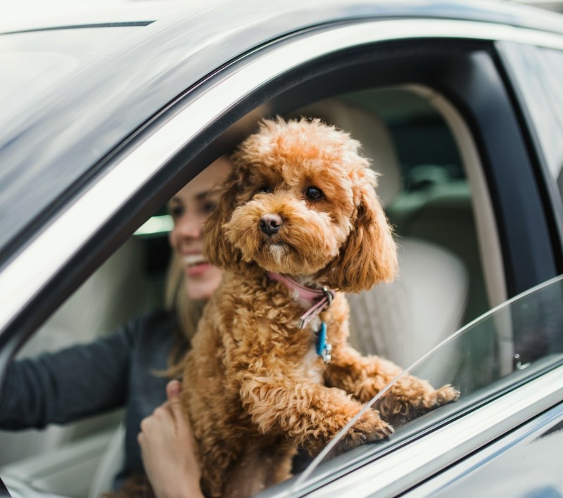 Welcome to Animal General Hero Image Welcome to Animal General Hero Image