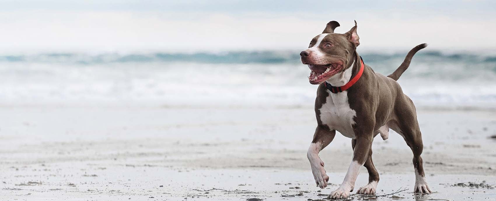 Oceanside Veterinary Hospital Hero Image Oceanside Veterinary Hospital Hero Image