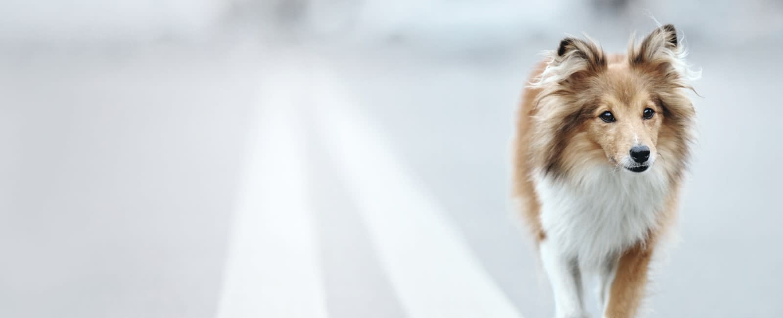 Seymour Veterinary Hospital Hero Image Seymour Veterinary Hospital Hero Image