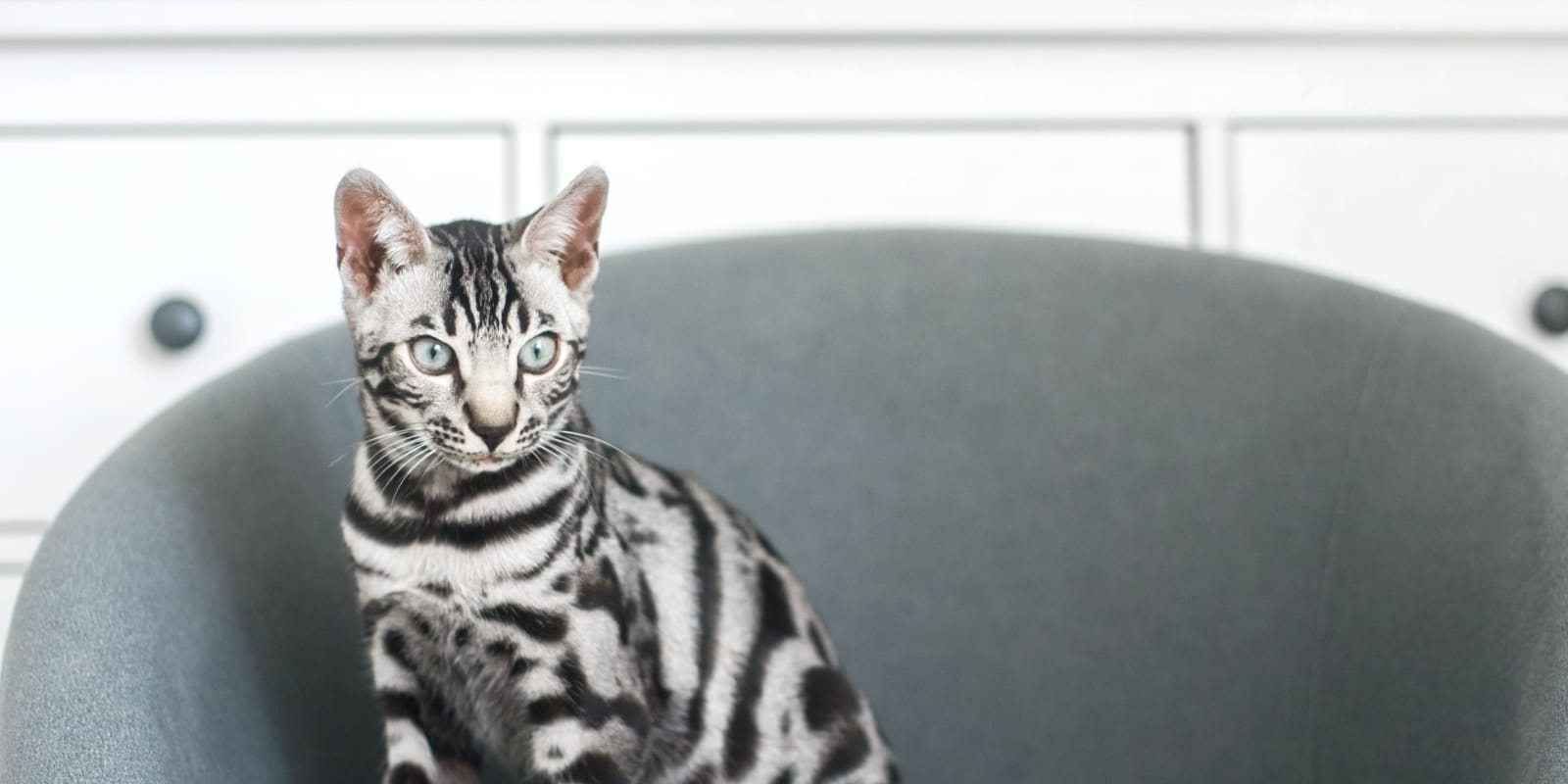 Welcome to Woburn Animal Hospital in Woburn Hero Image Welcome to Woburn Animal Hospital in Woburn Hero Image