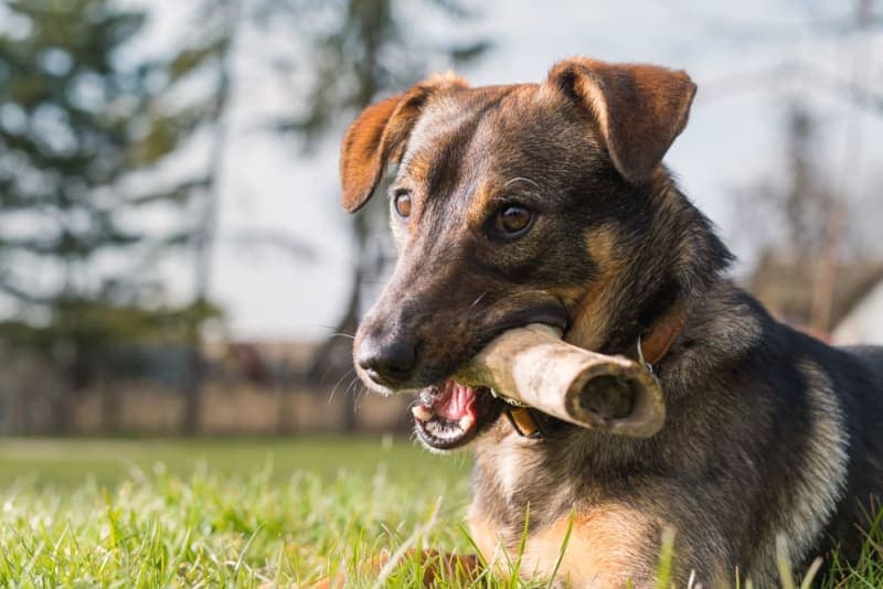Dog Bone Safety: Can Dogs Eat Bones? Dog Bone Safety: Can Dogs Eat Bones?